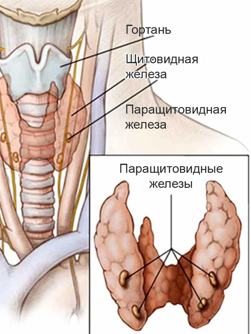 Панкреатит: симптомы, лечение и профилактика воспаления поджелудочной железы | Клиника «Наедине»